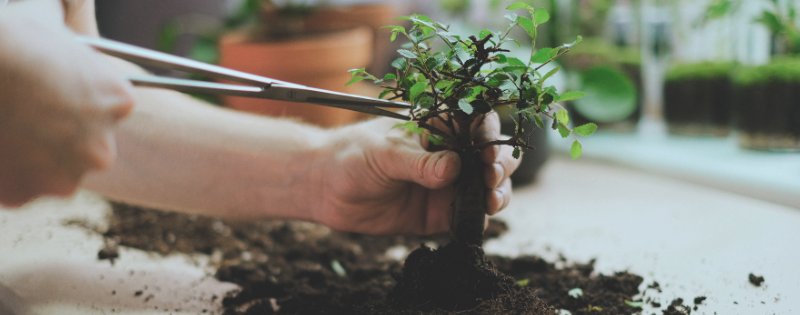 The mental load and resentment in motherhood: hands carefully pruning a small bonsai tree, tending it at the root