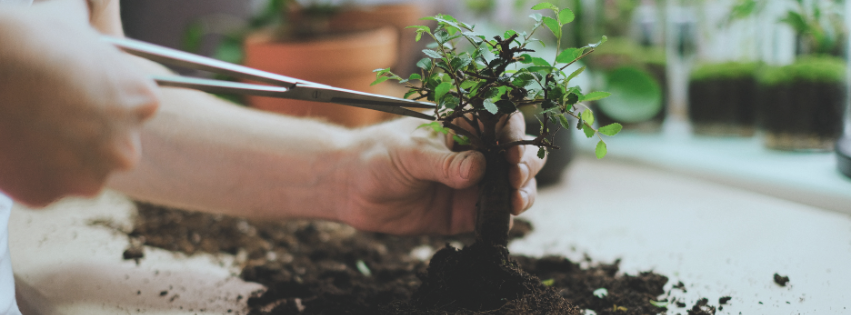 The mental load and resentment in motherhood: hands carefully pruning a small bonsai tree, tending it at the root